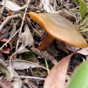 zz agaric (stem; gills not white/cream) at Bruce, ACT - 23 Jun 2022 12:39 PM