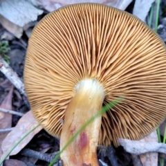 zz agaric (stem; gills not white/cream) at Bruce, ACT - 23 Jun 2022 12:39 PM