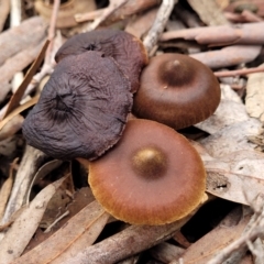 Cortinarius sp. (Cortinarius) at Bruce, ACT - 23 Jun 2022 by trevorpreston