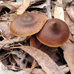 Cortinarius sp. at Bruce, ACT - 23 Jun 2022