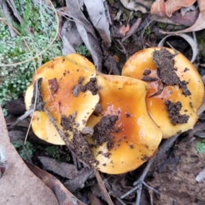 Cortinarius sp. at Bruce, ACT - 23 Jun 2022