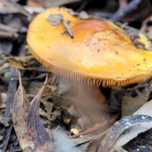 Cortinarius sp. at Bruce, ACT - 23 Jun 2022