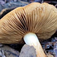 Cortinarius sp. at Bruce, ACT - 23 Jun 2022 12:42 PM