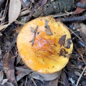 Cortinarius sp. at Bruce, ACT - 23 Jun 2022 12:42 PM