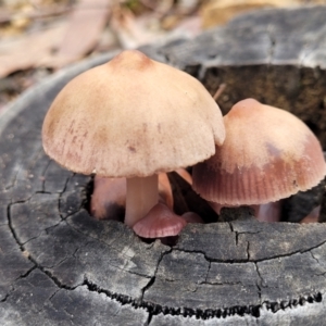 Mycena 'clarkeana group' at Bruce, ACT - 23 Jun 2022 12:44 PM