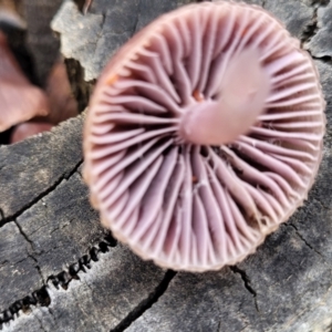 Mycena 'clarkeana group' at Bruce, ACT - 23 Jun 2022 12:44 PM