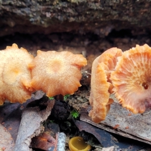 Laccaria sp. at Bruce, ACT - 23 Jun 2022