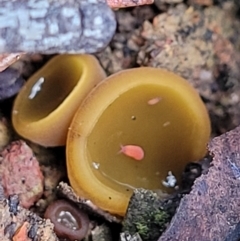 Aleurina ferruginea at Bruce, ACT - 23 Jun 2022