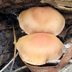 zz agaric (stem; gills not white/cream) at Bruce, ACT - 23 Jun 2022 12:48 PM