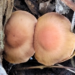 zz agaric (stem; gills not white/cream) at Bruce, ACT - 23 Jun 2022 12:48 PM