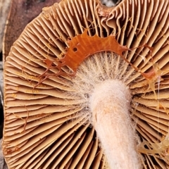 zz agaric (stem; gills not white/cream) at Bruce, ACT - 23 Jun 2022 12:48 PM