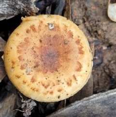 zz agaric (stem; gills not white/cream) at Bruce, ACT - 23 Jun 2022