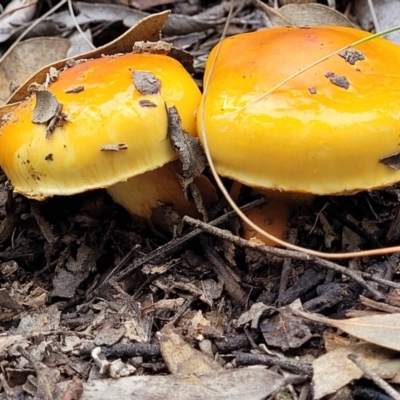 Cortinarius sinapicolor (Slimy Yellow Cortinar) at Bruce, ACT - 23 Jun 2022 by trevorpreston