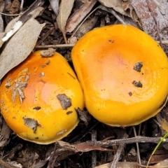 Cortinarius sinapicolor at Black Mountain - 23 Jun 2022 12:49 PM