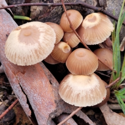 Unidentified Cap on a stem; gills below cap [mushrooms or mushroom-like] at Bruce, ACT - 23 Jun 2022 by trevorpreston