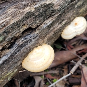 Truncospora ochroleuca at Bruce, ACT - 23 Jun 2022