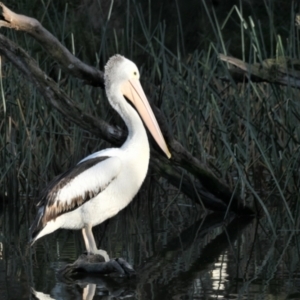 Pelecanus conspicillatus at Amaroo, ACT - 23 Jun 2022