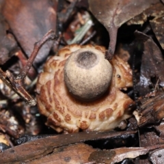 Geastrum sp. (Geastrum sp.) at Paddys River, ACT - 22 Jun 2022 by TimL