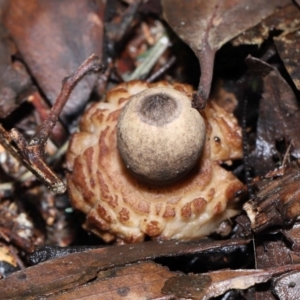 Geastrum sp. at Paddys River, ACT - 22 Jun 2022 11:01 AM