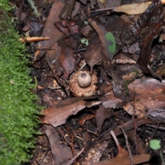 Geastrum sp. at Paddys River, ACT - 22 Jun 2022 11:01 AM