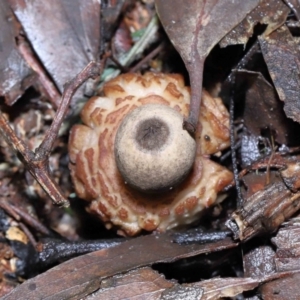 Geastrum sp. at Paddys River, ACT - 22 Jun 2022 11:01 AM