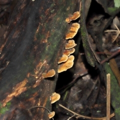 Trametes sp. at Tidbinbilla Nature Reserve - 22 Jun 2022 by TimL