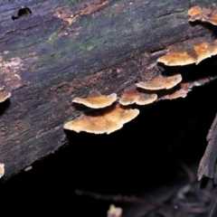 Trametes sp. at Paddys River, ACT - 22 Jun 2022