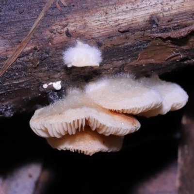 Crepidotus sp. (Crepidotus) at Tidbinbilla Nature Reserve - 22 Jun 2022 by TimL