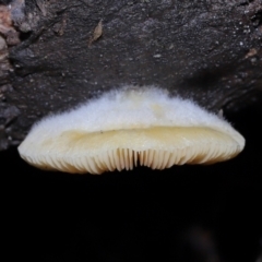 Crepidotus sp. at Paddys River, ACT - 22 Jun 2022 11:05 AM