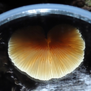 Crepidotus sp. at Paddys River, ACT - 22 Jun 2022 11:05 AM