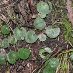 Corysanthes sp. (A Helmet Orchid) at Paddys River, ACT by TimL