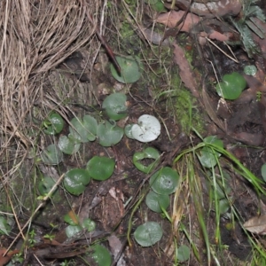 Corysanthes sp. at suppressed - 22 Jun 2022