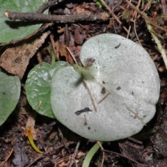 Corysanthes sp. at suppressed - 22 Jun 2022