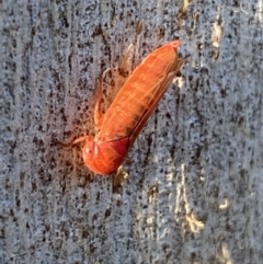 Cicadellidae (family) (Unidentified leafhopper) at Jerrabomberra, NSW - 23 Jun 2022 by SteveBorkowskis