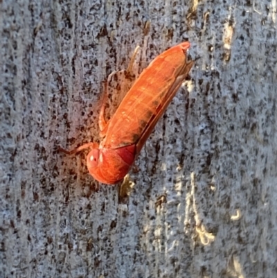 Cicadellidae (family) (Unidentified leafhopper) at Jerrabomberra, NSW - 23 Jun 2022 by Steve_Bok