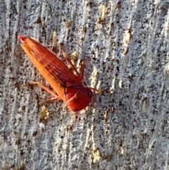 Cicadellidae (family) at Jerrabomberra, NSW - 23 Jun 2022