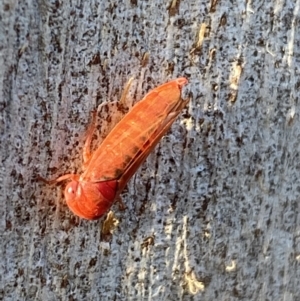 Cicadellidae (family) at Jerrabomberra, NSW - 23 Jun 2022