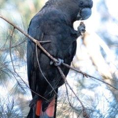 Calyptorhynchus lathami lathami (Glossy Black-Cockatoo) at Tallong, NSW - 22 Jun 2022 by Aussiegall