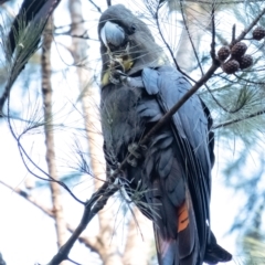 Calyptorhynchus lathami at Tallong, NSW - 22 Jun 2022