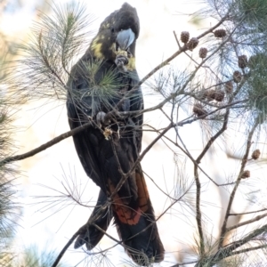 Calyptorhynchus lathami at Tallong, NSW - 22 Jun 2022