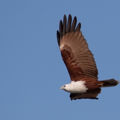 Haliastur indus (Brahminy Kite) at Port Macquarie, NSW - 22 Jun 2022 by rawshorty