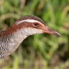 Gallirallus philippensis (Buff-banded Rail) at Port Macquarie, NSW - 23 Jun 2022 by rawshorty