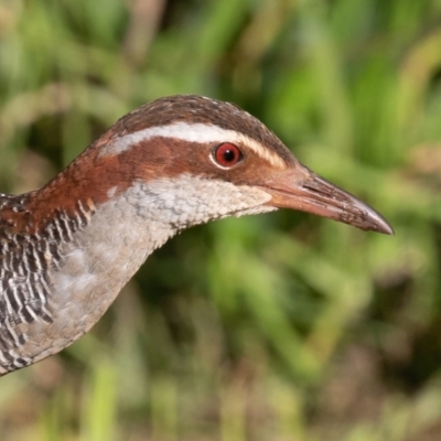 Gallirallus philippensis (Buff-banded Rail) at Port Macquarie, NSW - 23 Jun 2022 by rawshorty