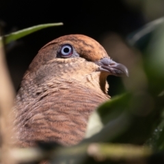 Macropygia phasianella (Brown Cuckoo-dove) at Port Macquarie, NSW - 21 Jun 2022 by rawshorty