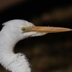 Ardea alba (Great Egret) at Port Macquarie, NSW - 22 Jun 2022 by rawshorty