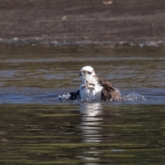 Pandion haliaetus (Osprey) at Port Macquarie, NSW - 23 Jun 2022 by rawshorty