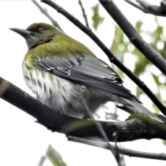 Oriolus sagittatus (Olive-backed Oriole) at Acton, ACT - 23 Jun 2022 by JohnBundock