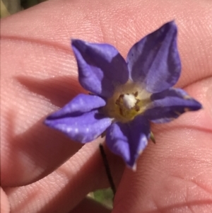 Wahlenbergia stricta subsp. stricta at Paddys River, ACT - 19 Jun 2022 12:12 PM