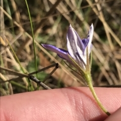 Wahlenbergia stricta subsp. stricta at Paddys River, ACT - 19 Jun 2022 12:12 PM