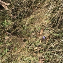 Wahlenbergia stricta subsp. stricta at Paddys River, ACT - 19 Jun 2022 12:12 PM